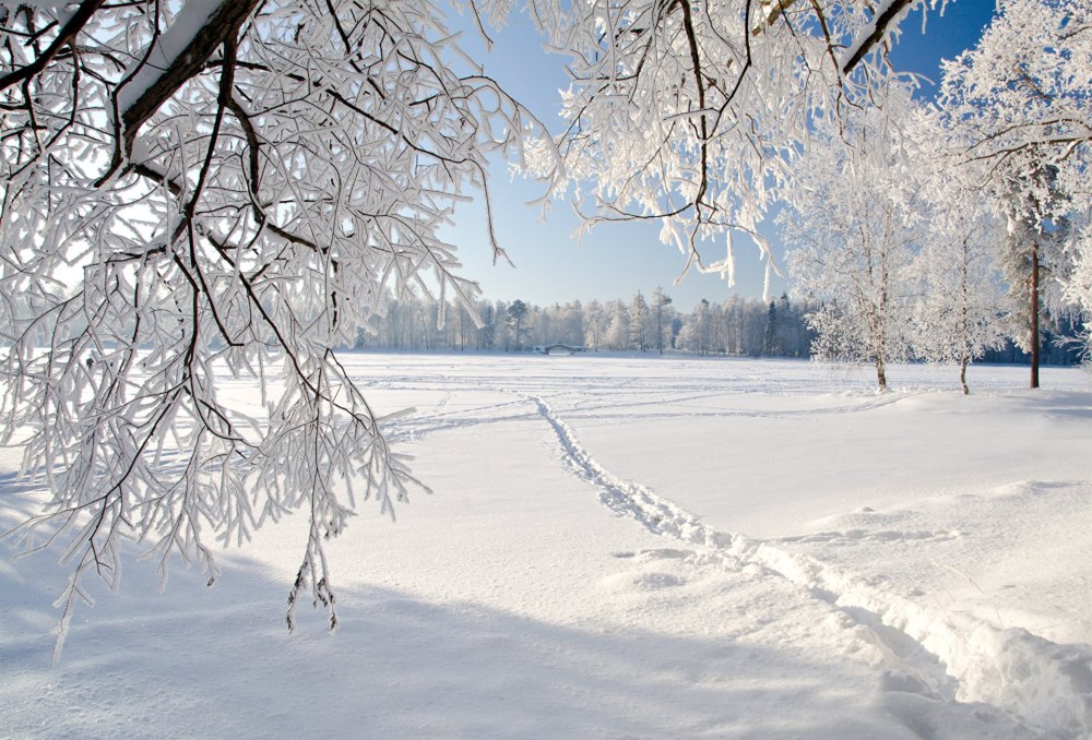 Деревья в снегу