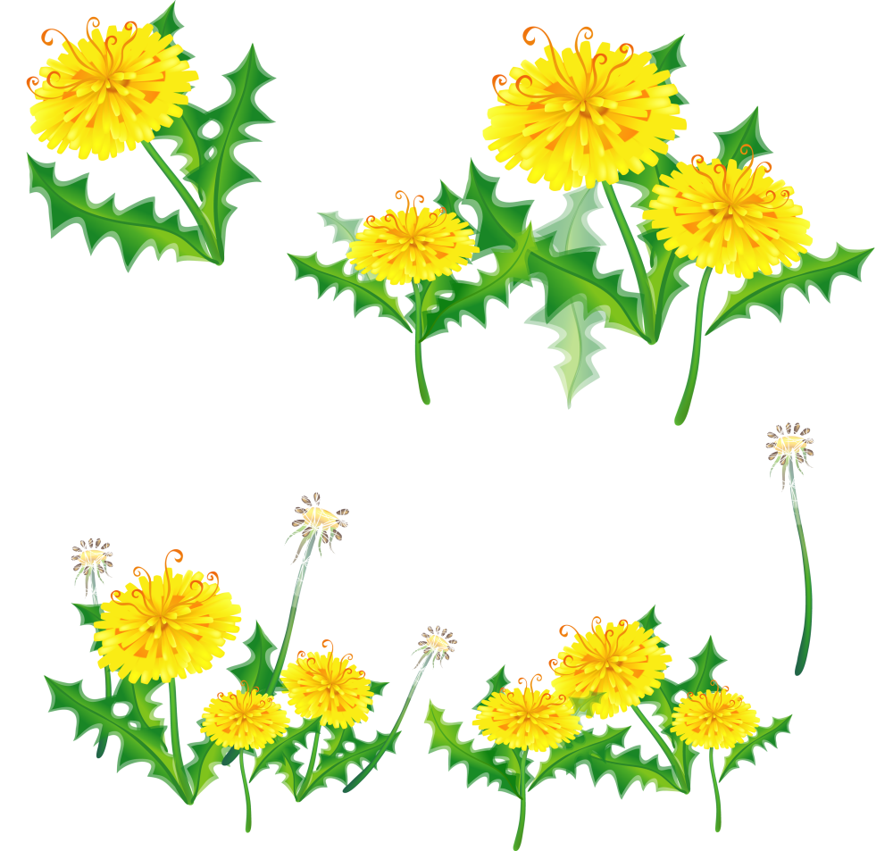 Ботаническая иллюстрация Taraxacum