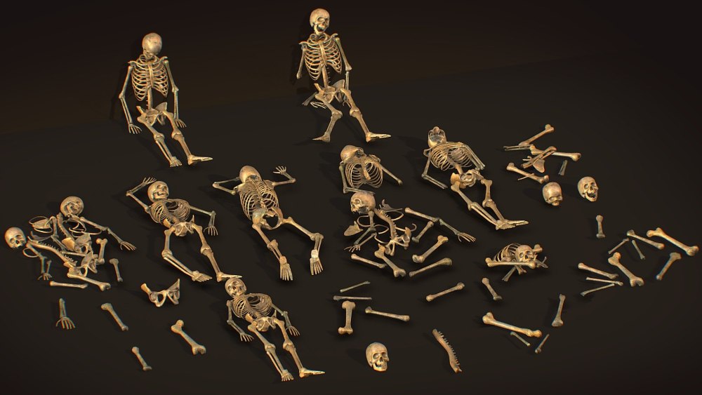 Human Bones Anatomy