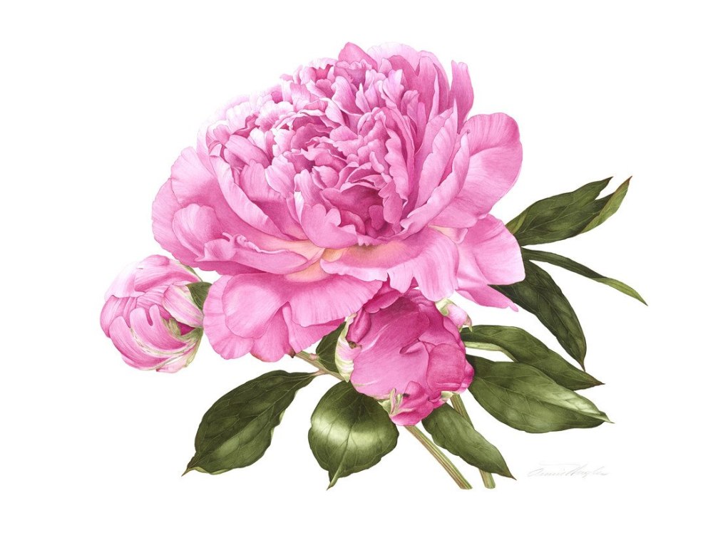 Subshrubby Peony Flower