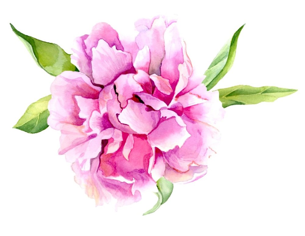 Роза Peony Pink