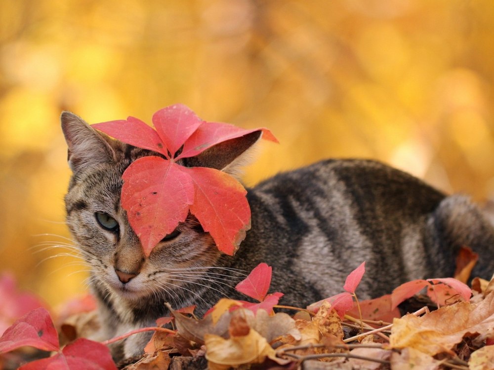 Осень котики