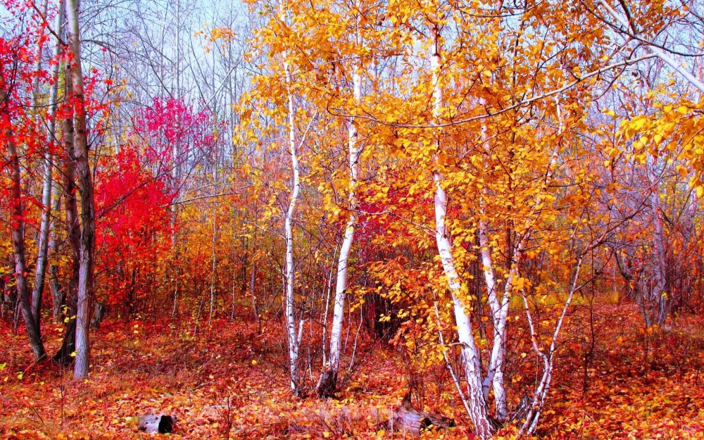 Животные осенью