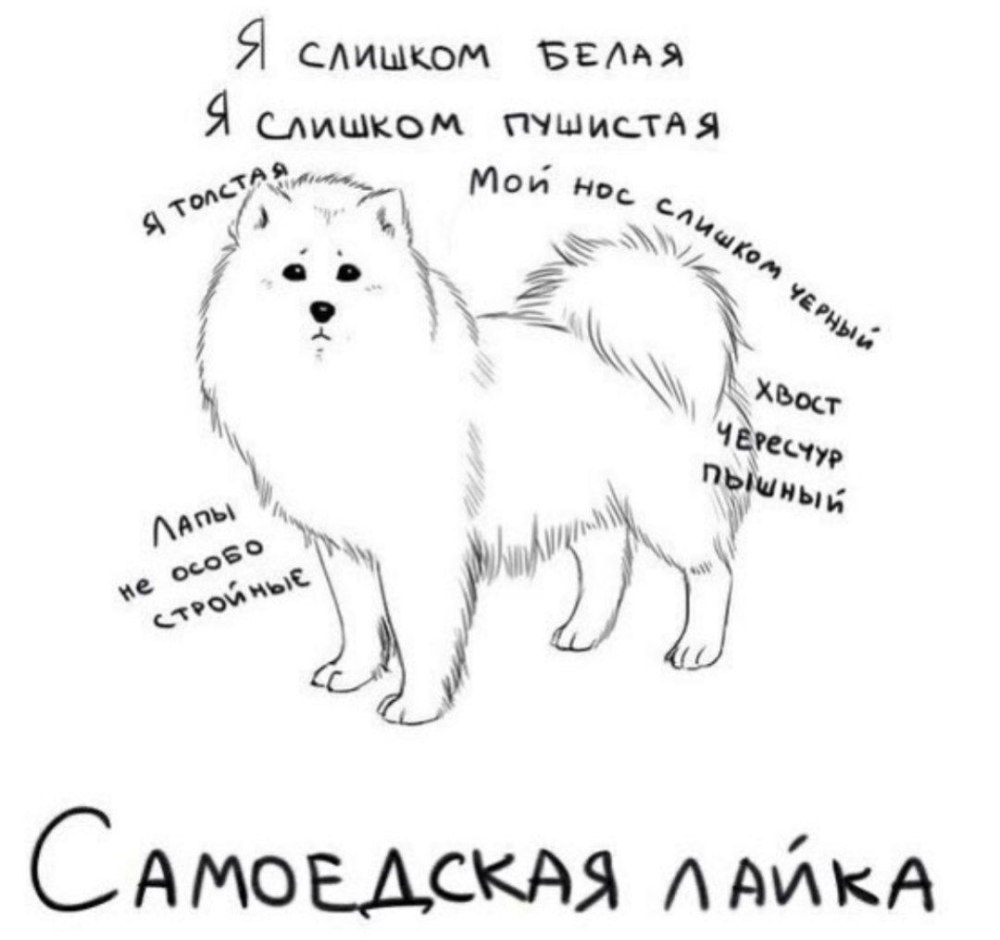 Грустный самоед