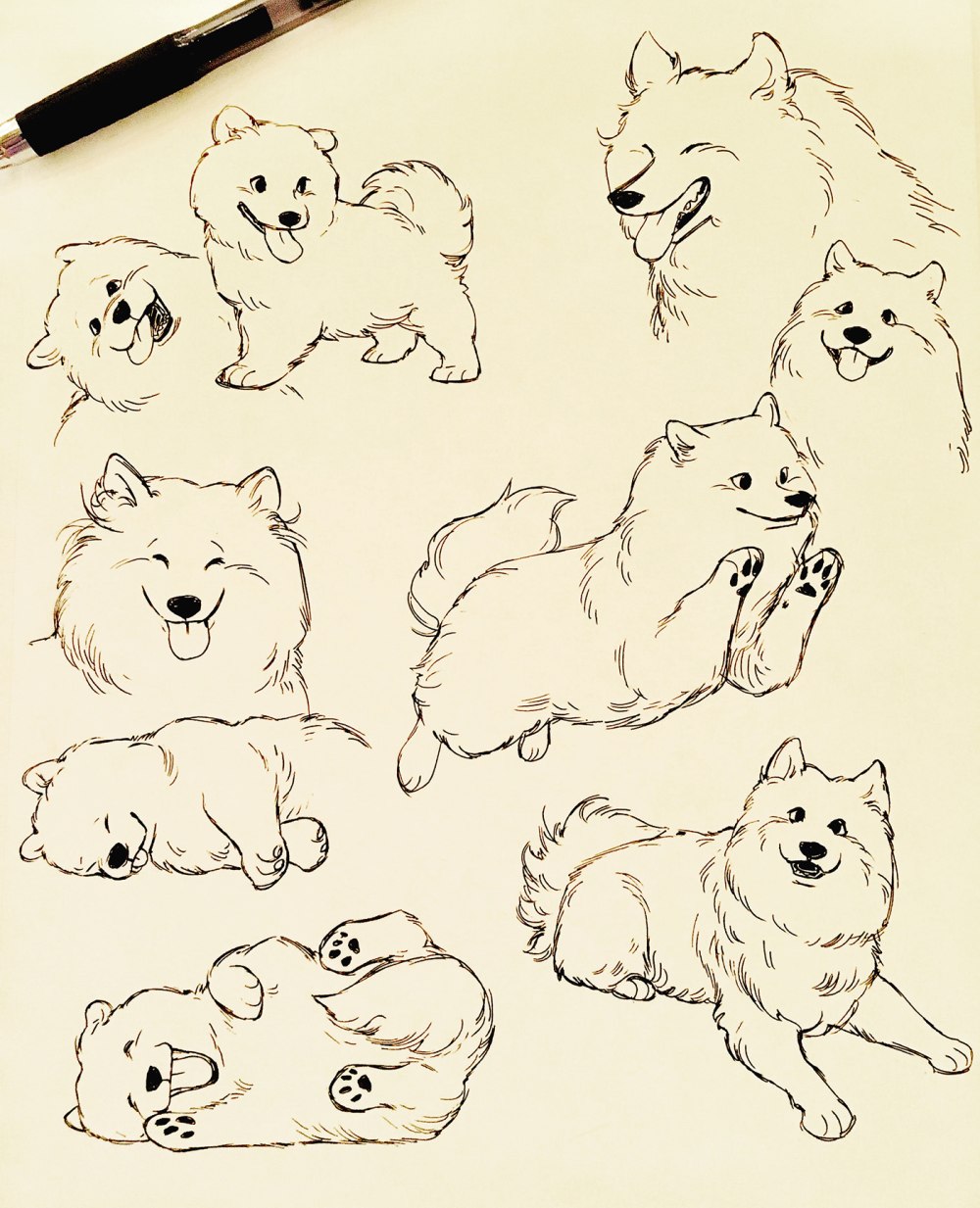 Cartoon vector of Samoyed PNG