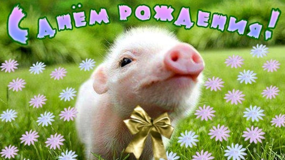 С днем рождения хрюшка
