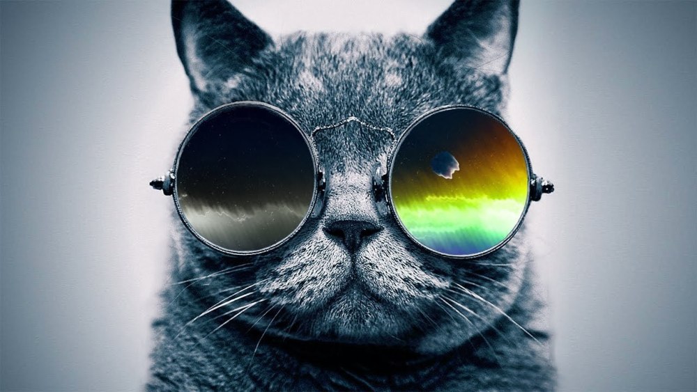 Кот в космических очках