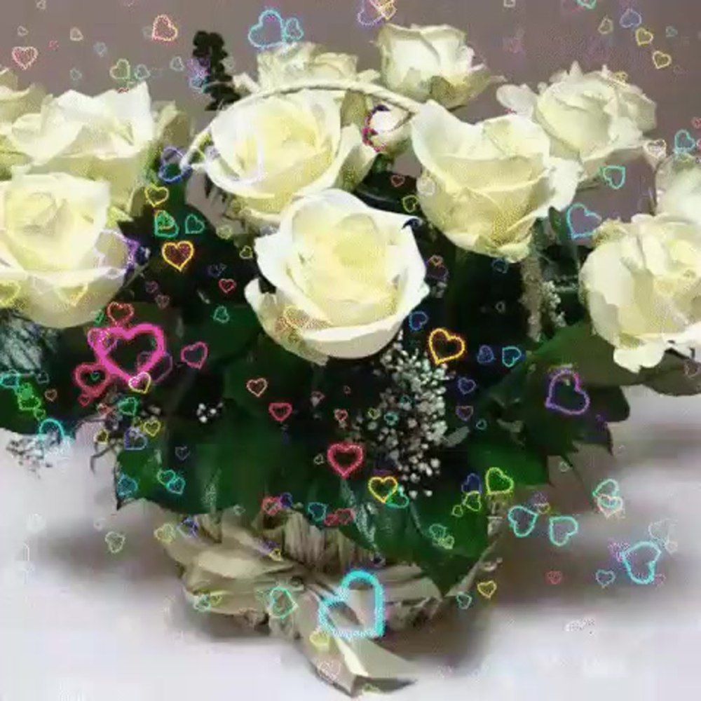 Открытки с белыми розами