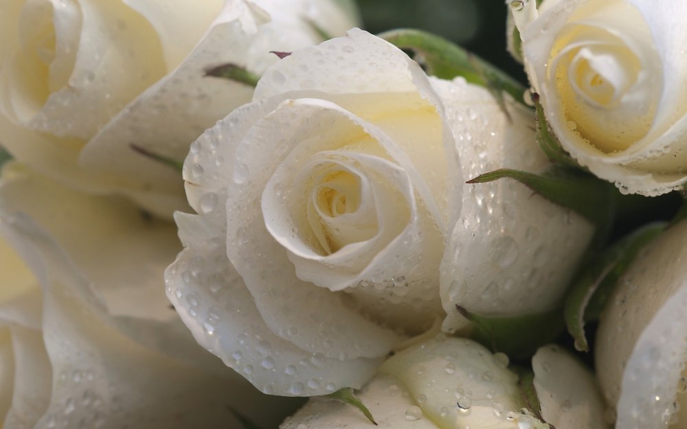 Good morning White Rose