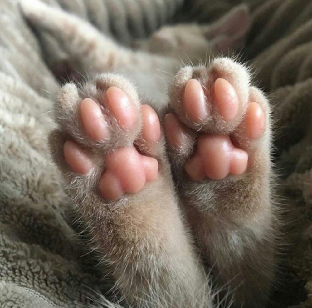 Кошачья лапка раскраска