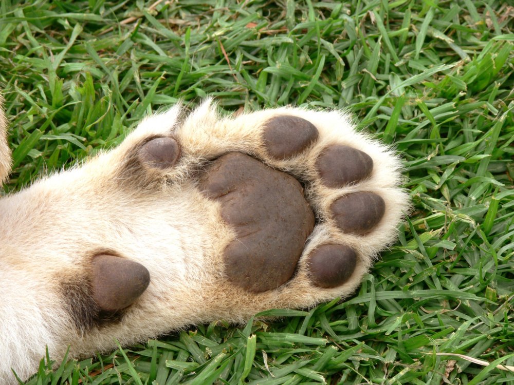 Кошачья лапа