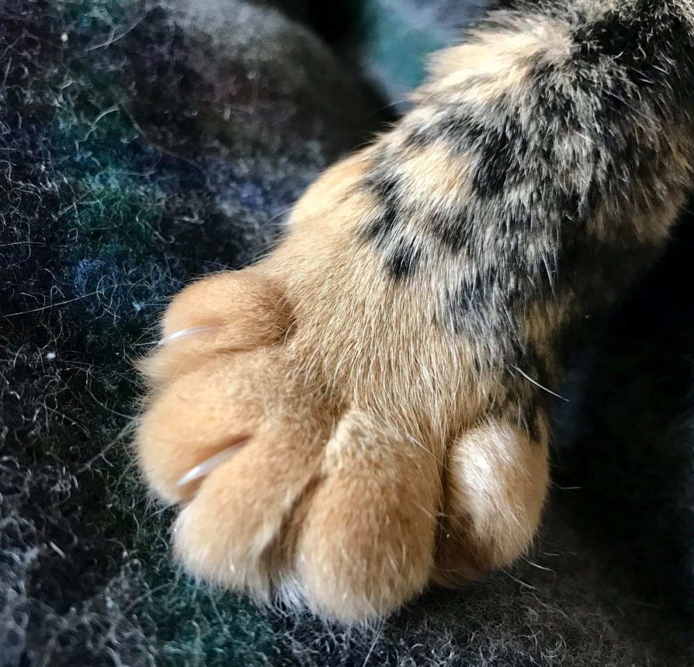 Лапа животного