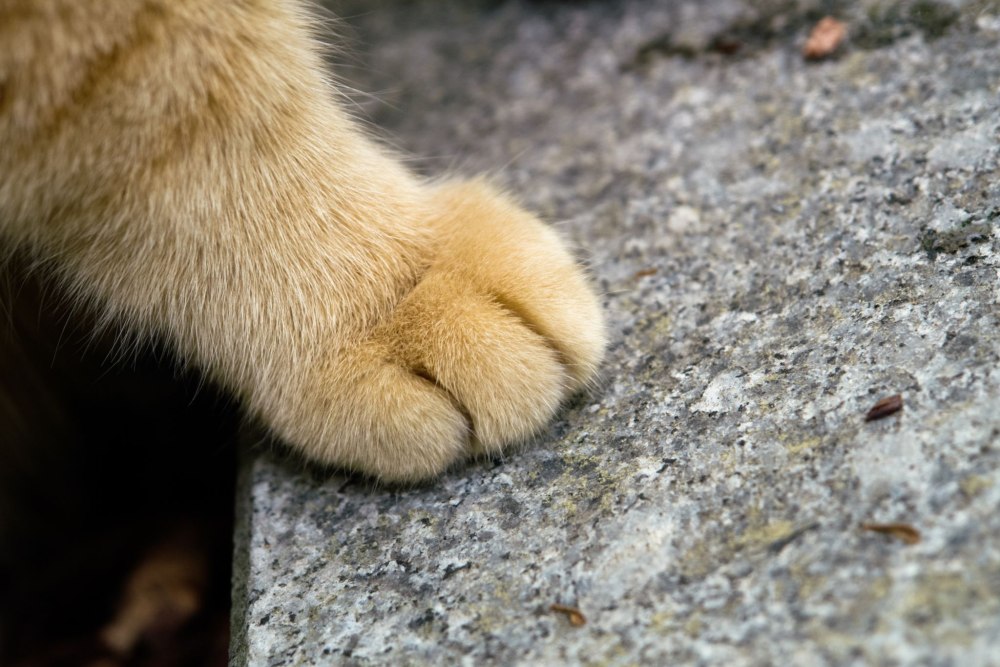 Кошачья лапка