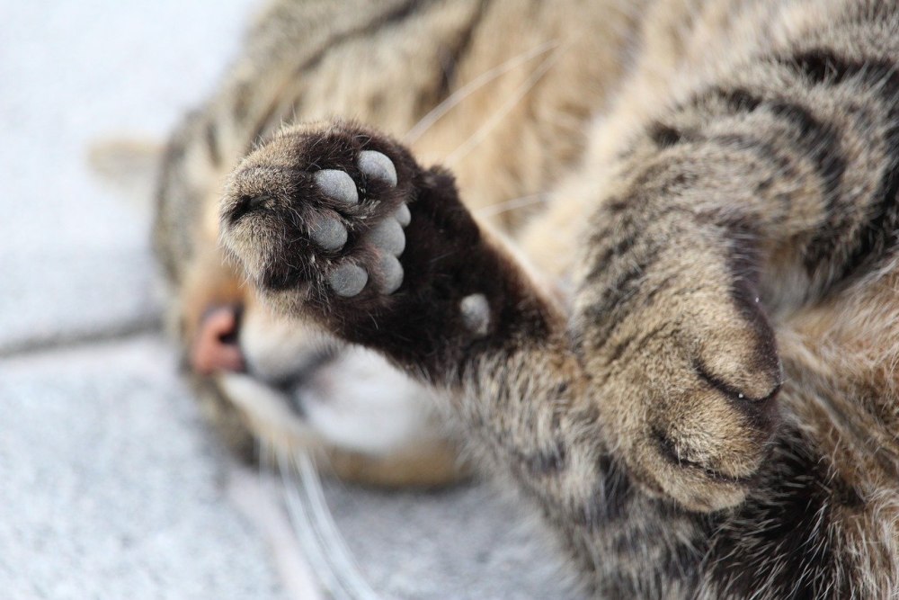 Лапка кота