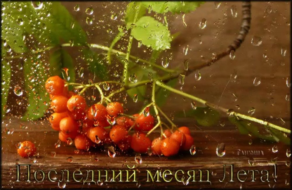 Желтые осенние цветы