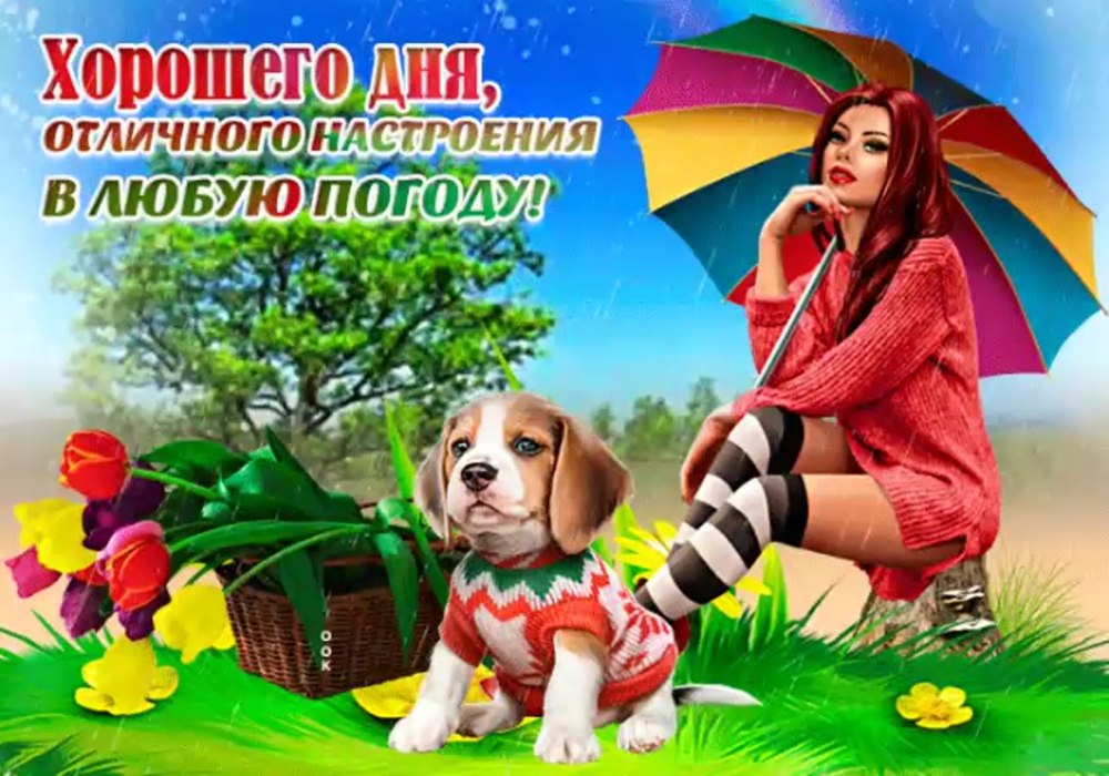 Животные под дождем