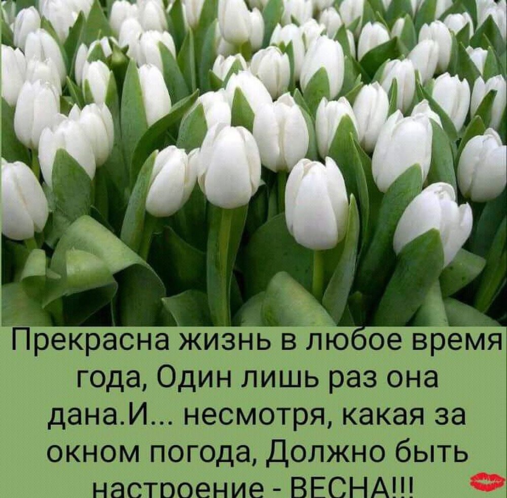 Котик под зонтиком