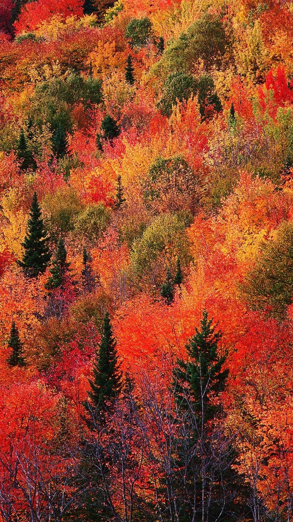 Осенние листья в луже