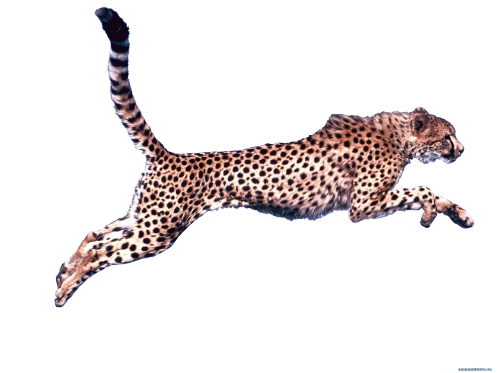Cheetah на белом фоне