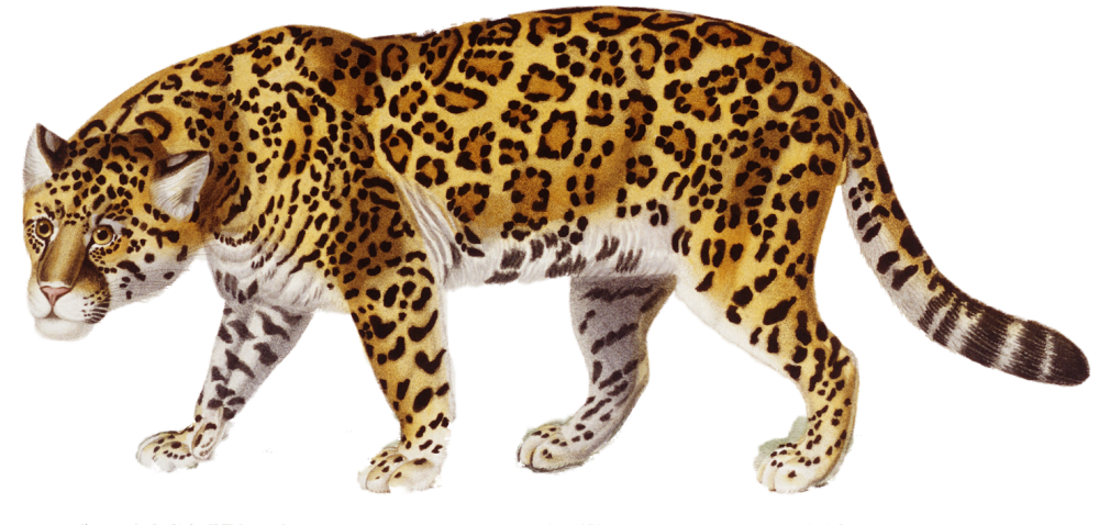 Schleich гепард