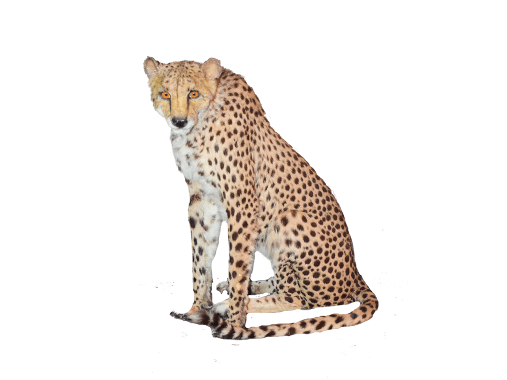 Cheetah на белом фоне