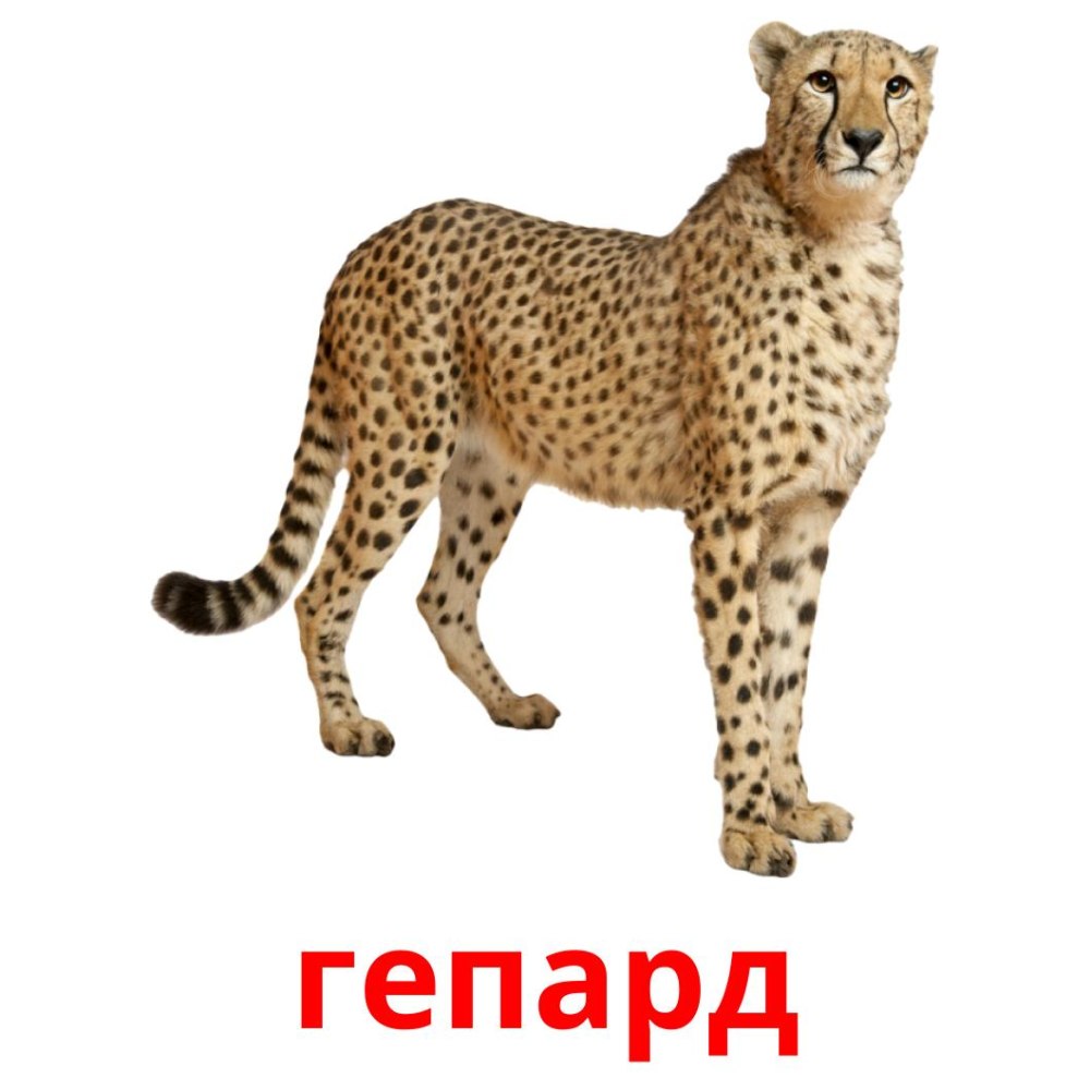 Гепард бежит на белом фоне