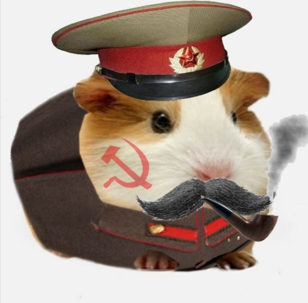 Морская Свинка маленькая
