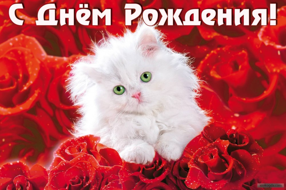 С днём рождения котик мой