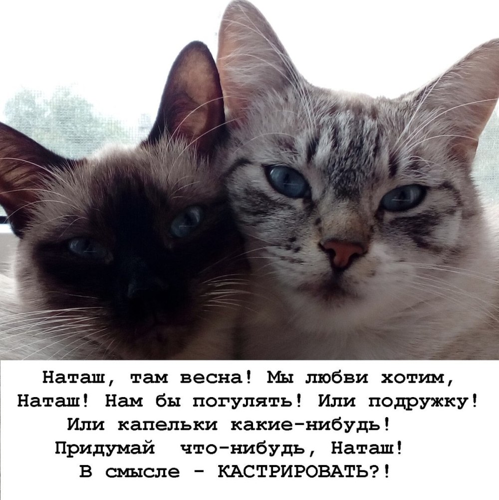 Happy Birthday с кошками