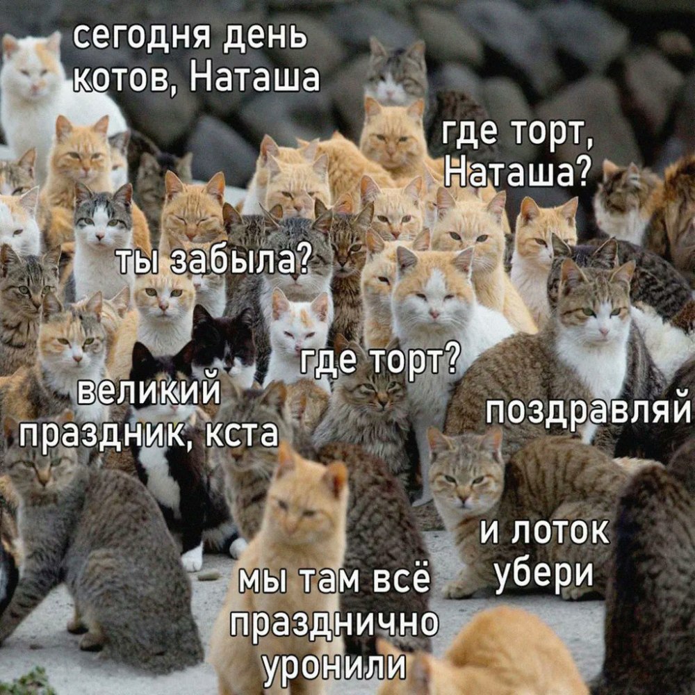 Поздравление с днем рождения с котом