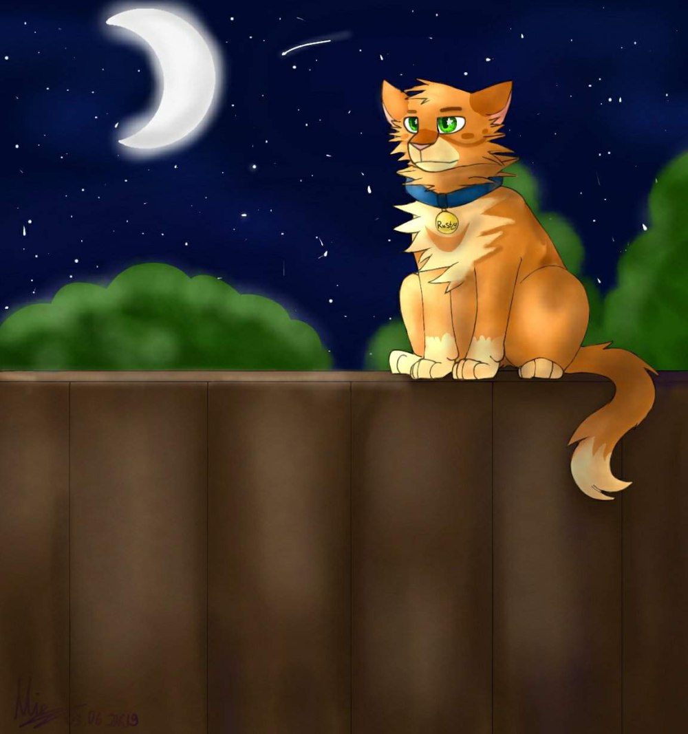 Коты Воители Огнезвёзд и Крутобок