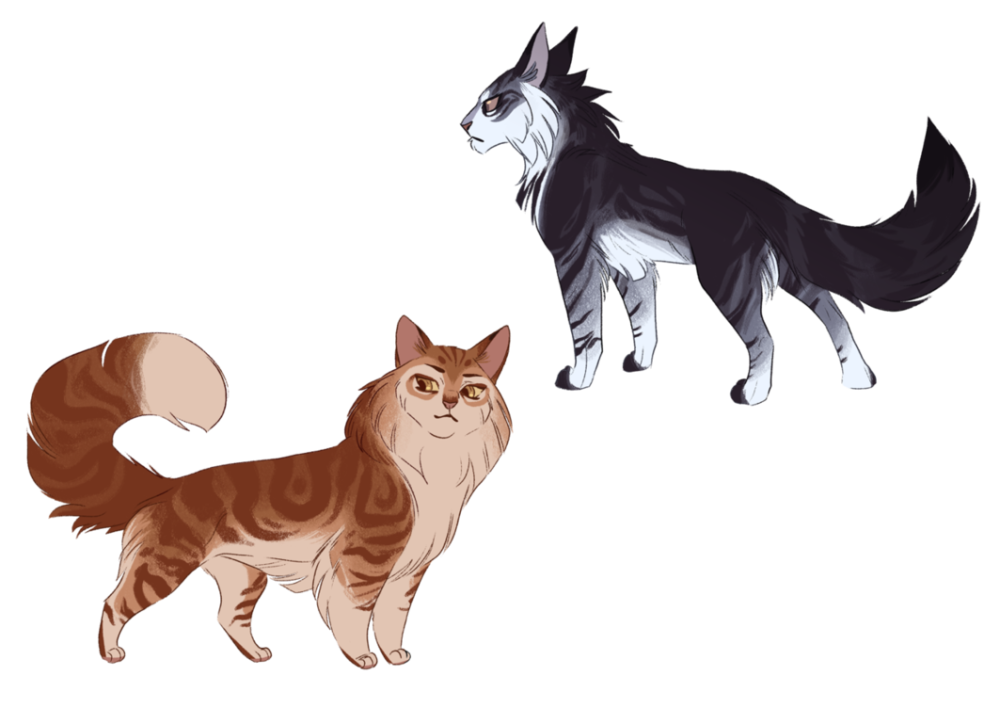 Коты Воители окрасы