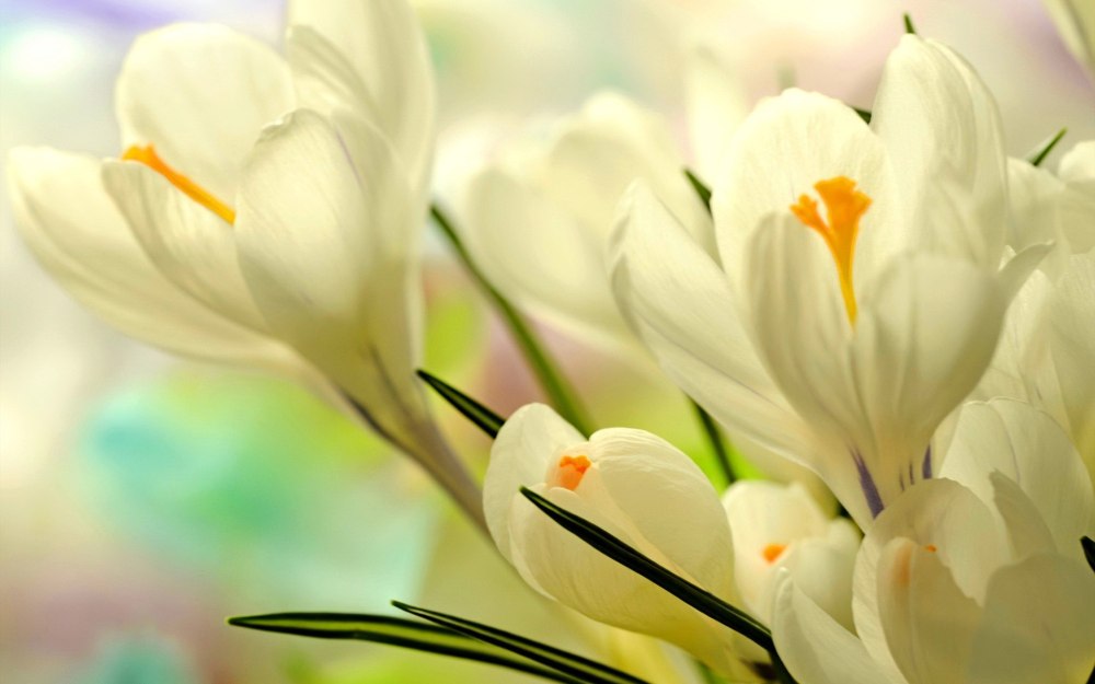 Подснежники Snowdrops
