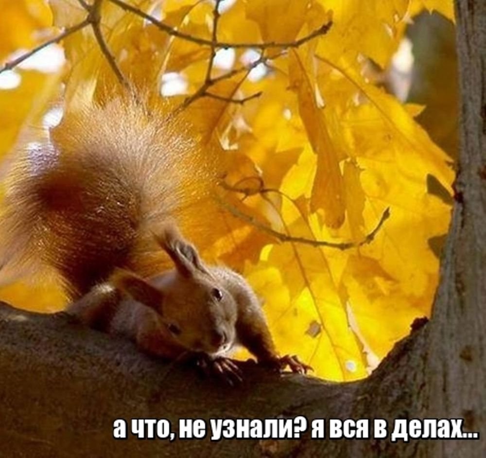 Осенние цветы