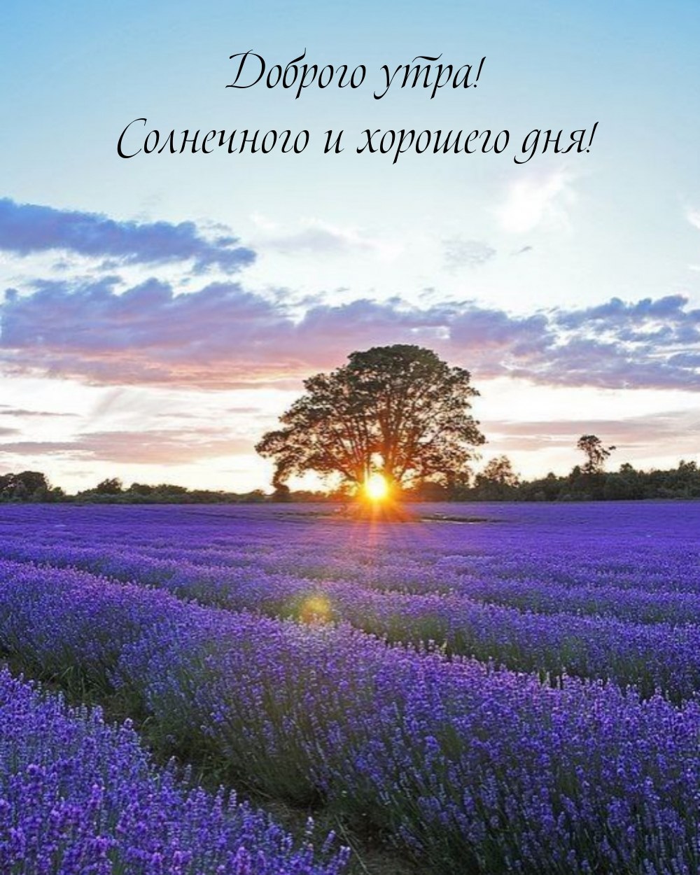 Цветы в кружке