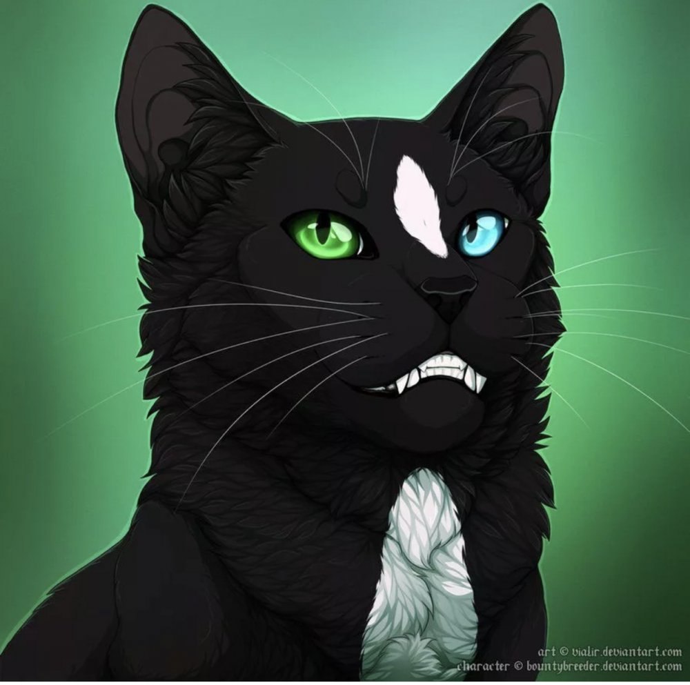 Коты Воители чёрный кот