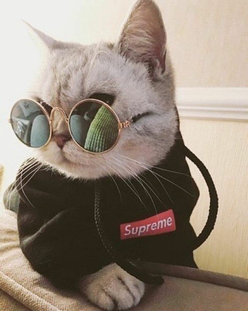 Аватарка для ватсапа прикольные животные