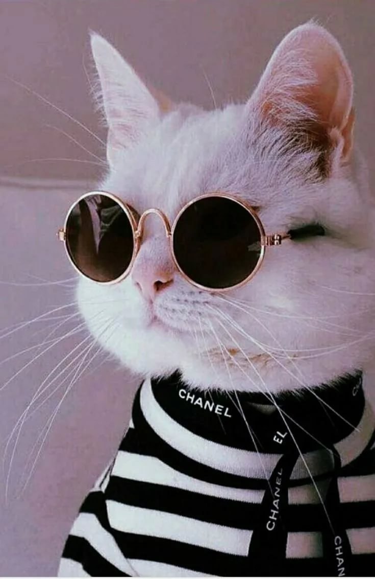 Милый котик