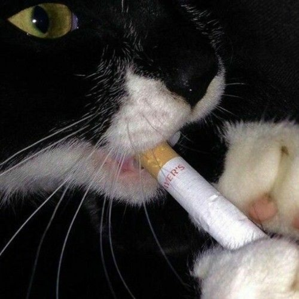 Котэ под НАКРОТЭ