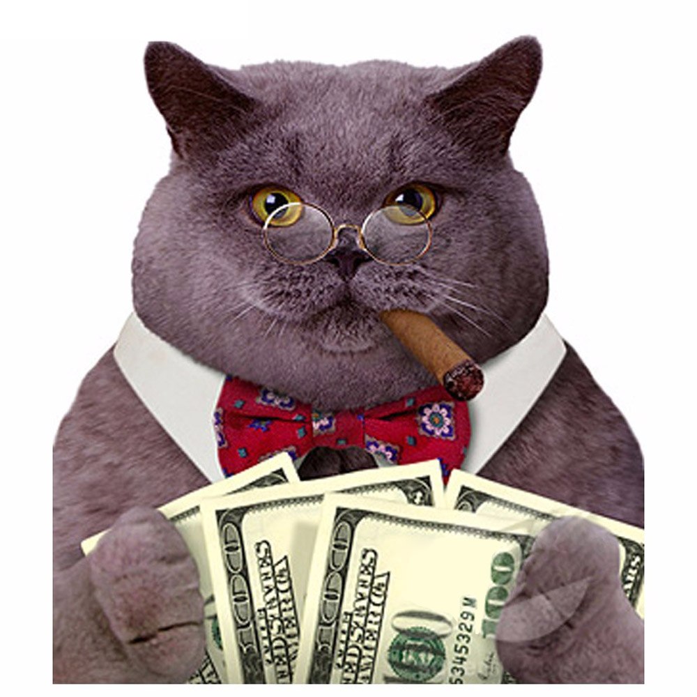 Интеллигентный котик