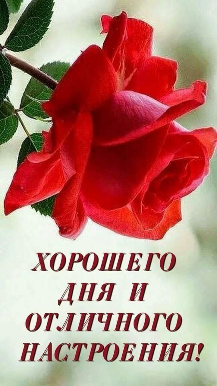 Хорошего настроения и удачного дня цветы
