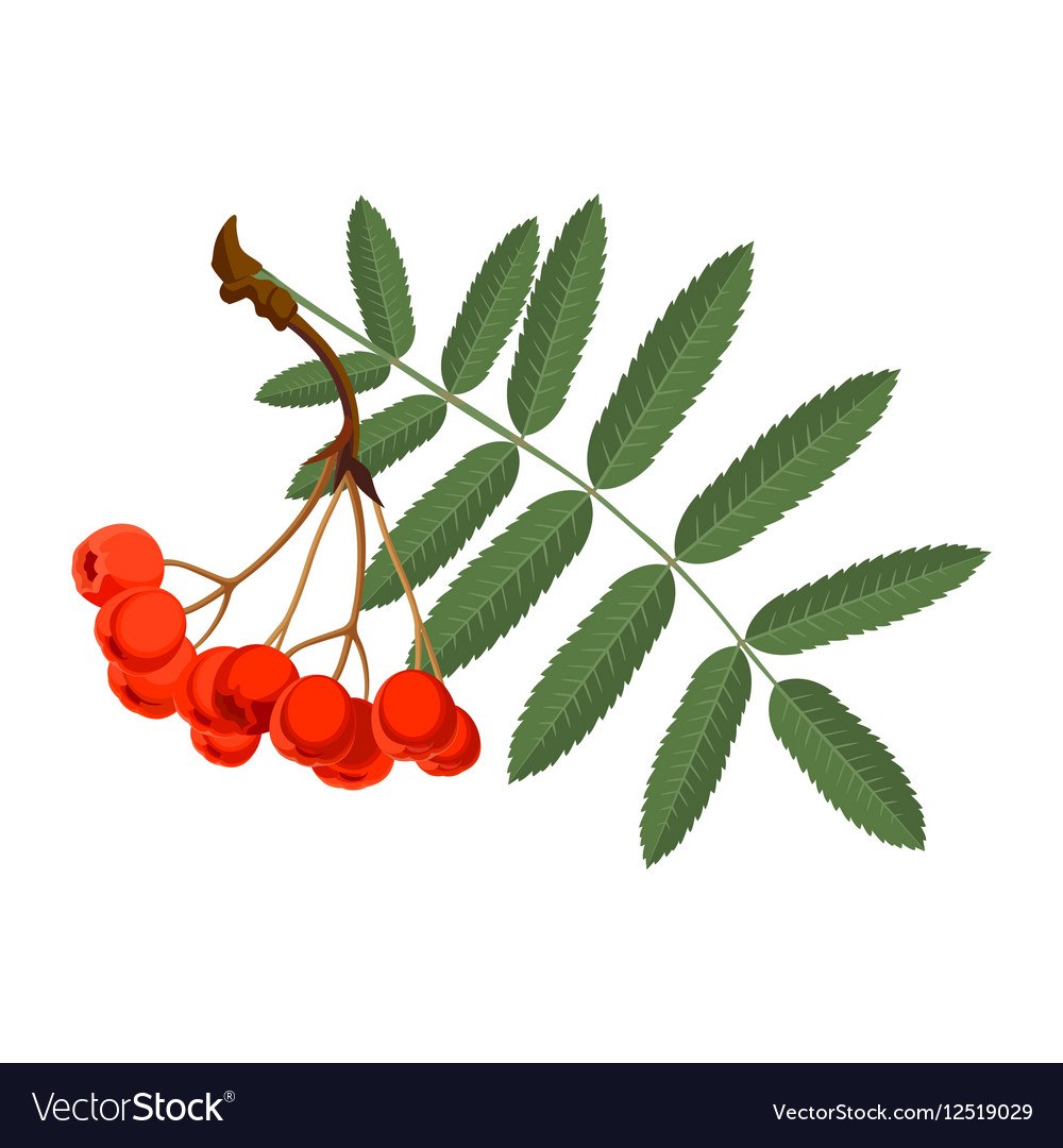 Рябина клипарт