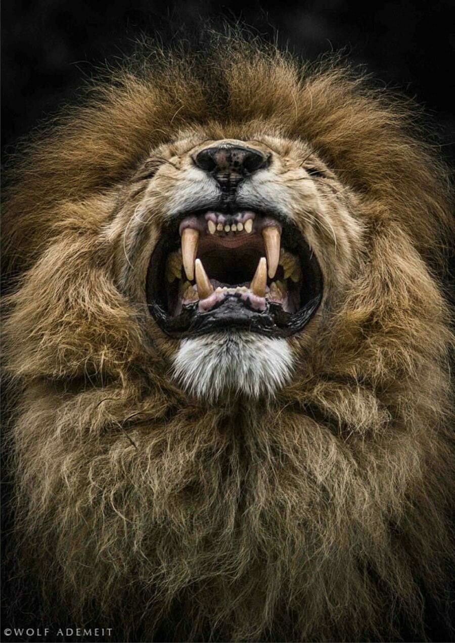Злой Лев