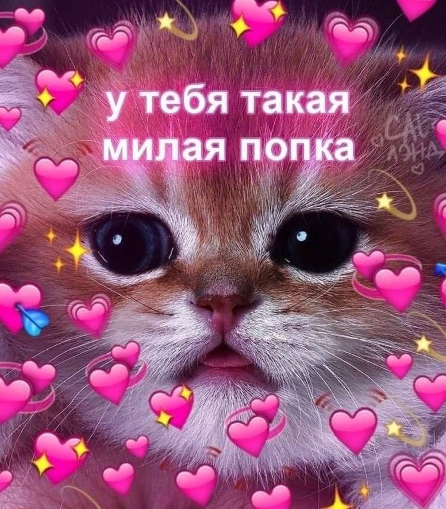 Милые котики с милыми словами