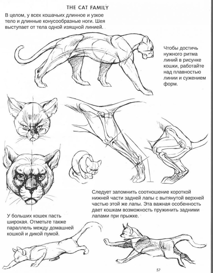 Кошачья анатомия для рисования