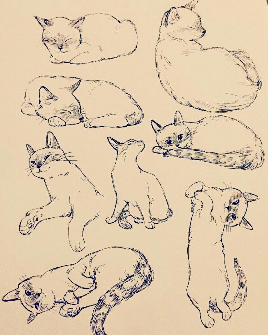 Коты Воители адопты