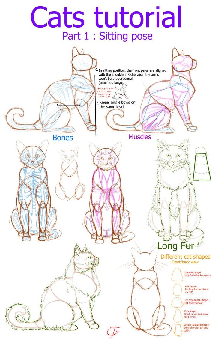 Коты Воители арт референс