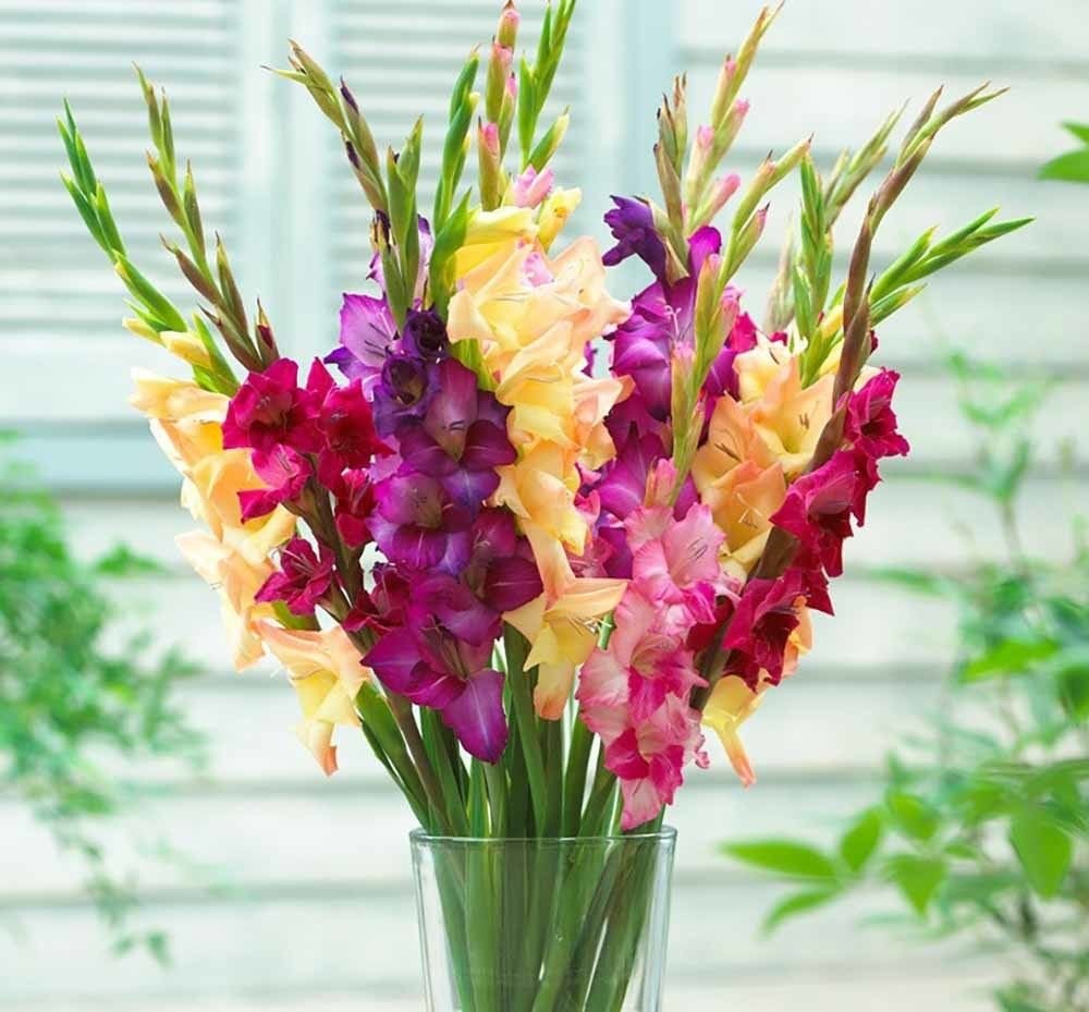 Large flowering Mix Гладиолус