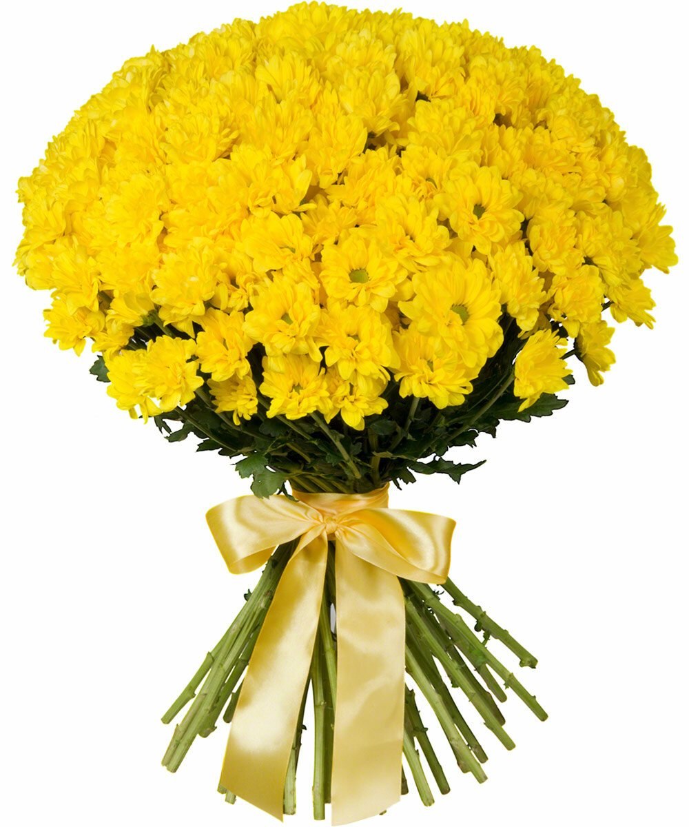 Огромный букет желтых. Хризантемы желтые ромашковидные. Хризантема кустовая желтая. Букет хризантем.