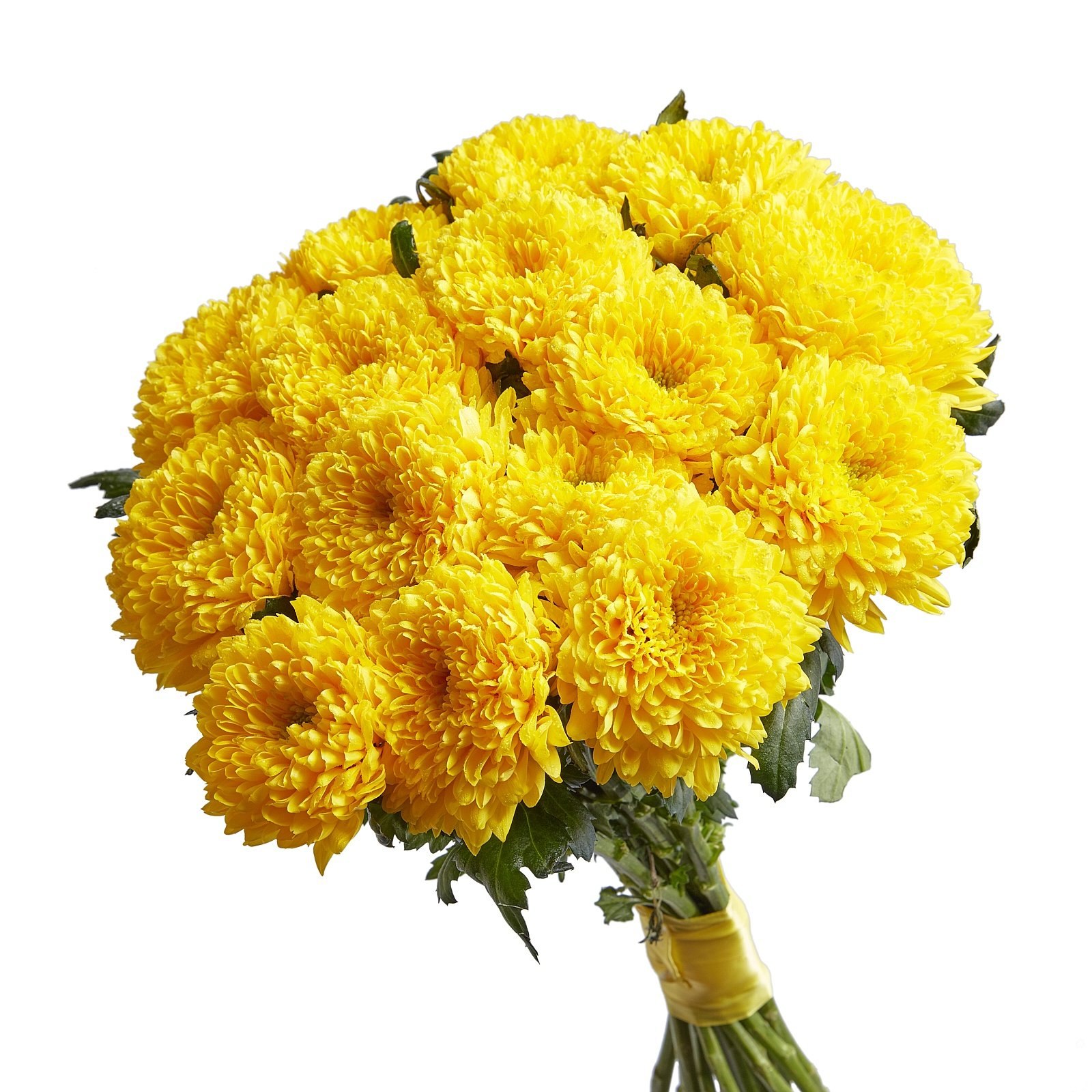 Хризантемы дарят на день рождения. Хризантема Магнум Еллоу. Хризантема кустовая желтая. Желтые одноголовые хризантемы. Хризантема кустовая Магнум.